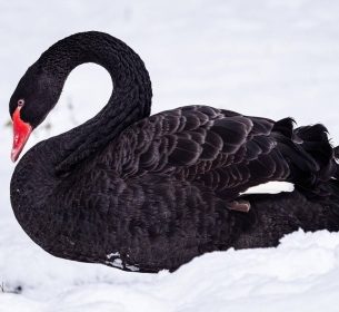Eventos de Cauda: Por que o Inesperado Pode Ser o Fator Decisivo para o Sucesso do seu Negócio